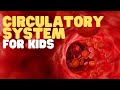Circulatory System for Kids | Learn all about how blood travels through the body