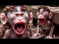 Sweet and pity adorable monkey babie cry, animal top pic