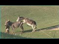Donkey and Donkeys groom each other new series of how animals meet among