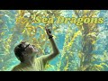 The Enchanting World of Sea Dragons: Explore Now