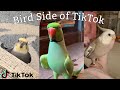 Bird Side Of TikTok
