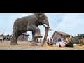 Elephant Is Waking Up Yash To Hit Rowdies Super Scene | Gajakesari Kannada Movie