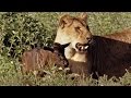 Download Baby Wildebeest Treats Lioness Like Mom mp4 3gp mp3 videos - waplic