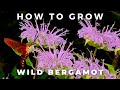 Complete Guide to Wild Bergamot, Monarda Fistulosa