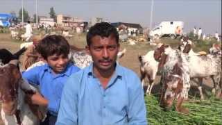 Eid-ul-Azha 26 Oct 2012 Call for Order on Mobile Goats sheep camels Cows Lahore Pakistan