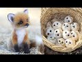 Cute Baby Animals Videos Compilation | Funny and Cute Moment of the Animals #29 - Cutest Animals