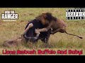 Savage Encounter: Lions Ambush Buffalo & Baby!