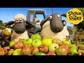 Shaun the Sheep 🐑 Apple Pie? - Cartoons for Kids 🐑 Full Episodes Compilation [1 hour]