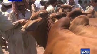 Peshawar cattle market
