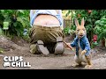 "I'm Gonna Put The Carrot In There!" | Peter Rabbit | Clips & Chill