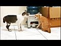 Very angry cats fight (real fight, no editing)