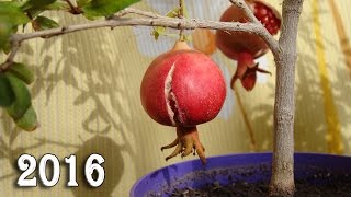 Как вырастить запретный плод Как вырастить запретный плод