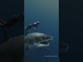 Pregnant? or Full? Largest great white shark alive! swimming with shark conservationist #oceanramsey