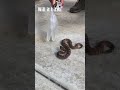 Snake bite test - Warm Glove