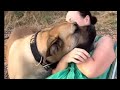 Big Boerboel gets Jealous #boerboel #viralvideo #doglover