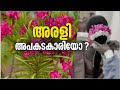 അരളിപ്പൂവ് അപകടകാരിയോ? വാസ്തവം എന്ത്... | Arali Flower | Oleander | Devaswom Board