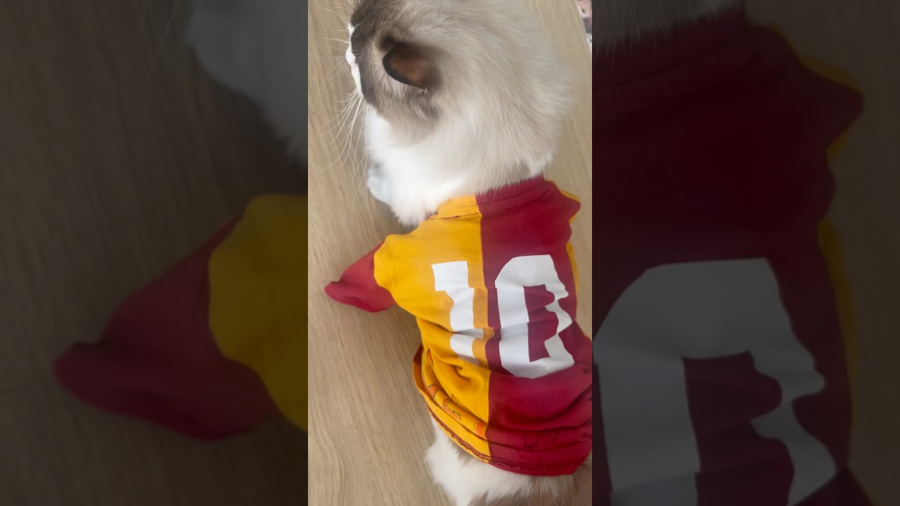 Beşiktaşı yenen Galatasaray için cimbom forması giyen Ragdoll kedisi Leo kutlama yapıyor #keşfet