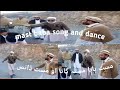 Mast baba mastpushto song and dance.TANG TAKOR rabab