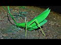 How to make a Grasshopper from coconut leaves - coconut leaf crafts