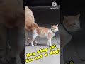DOG TRY TO MATE CAT