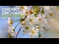 Cherry Orchard Serenity: Relaxing Garden Sounds with Birds Chirping and Buzzing Bees