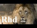 Download lions hunting pride, Hyenas, Cheetah, Predators, Nature 2018 HD Documentary. mp4 3gp mp3 videos - waplic
