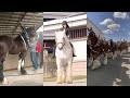 Big Horses Compilation