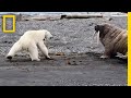 Download Mother Polar Bear, Desperate for Food, Tests Walrus | National Geographic mp4 3gp mp3 videos - waplic