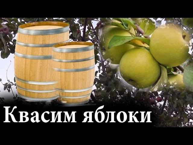 Квашеные яблоки в домашних условиях в банках Квашеные яблоки в домашних условиях в банках