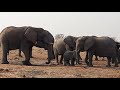 ETOSHA NATIONAL PARK 2023 - elephant herd