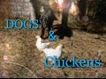 How to Train Your Dog Around Chickens (and other small animals)