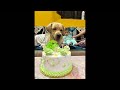 Johnny the naughty Labrador #labrador #dog #birthday