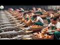 China Crocodile Farm - Chinese Farmer Raise Millions of Snake to Make Millions of USD Every Year