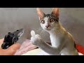 New Funny Cat and Dog Videos 😹🐶 Funniest Animals 🤣 Part 8