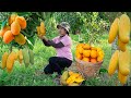 Harvesting Green mango to the Market to Sell  Gardening growing vegetables! Lucia's daily life