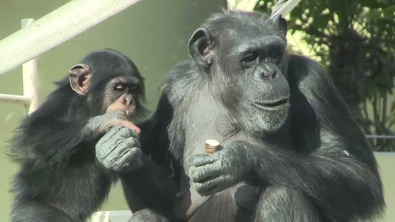 チンパンジー三姉妹と母 51 Three chimp sisters＆mom  Yotsuba age1 & Twins age5