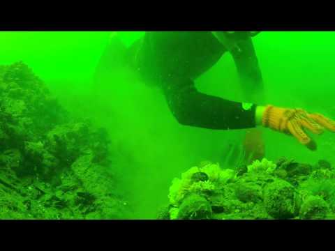 как ловят рапанов на черном море как ловят рапанов на черном море
