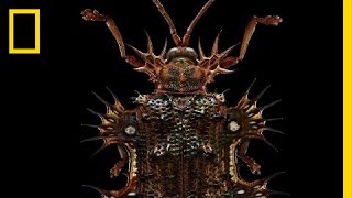Beauty Through the Microscope Bugs Like Youve Never Seen Them Before Beauty Through the Microscope Bugs Like Youve Never Seen Them Before