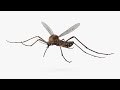 3D mosquitoes buzzing | Sound effects | 3D Audio | Use Headphones