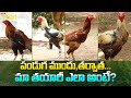 Pandem Punjulu Breeding Guide | పండుగ ముందు, తర్వాత మా తయారీ ఎలా అంటే..? Tone Agri