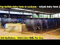 Top Buffalo Dairy Farm In Lucknow, UP -Istiyak Dairy Farm/ 200 Buffaloes = 1000 Litre Milk Per Day 👌