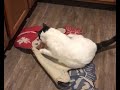My cat’s funny moments you can't stop smiling #cat #funnyvideo
