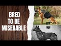 Dogs Bred To Be Miserable