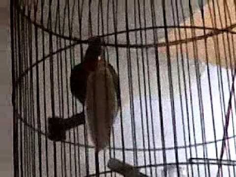 Download for sale lovebird muka salem (agapornis roseicollis) free