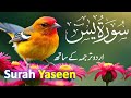 Surah Yasin ( Yaseen ) with Urdu Tarjuma | Quran tilawat | Episode 006 | Quran with Urdu Translation