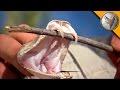 Download Rattlesnake with Double Fangs! mp4 3gp mp3 videos - waplic