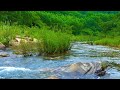 River and forest flowing water  Birds singing  Relaxing nature sounds  3 hours