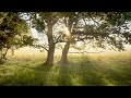 No Copyright Background Nature Video (No Sound, No Music) - Free Stock Footage