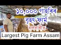 অসমত আছে ১০,০০০ গাহৰিৰ বৃহৎ ফাৰ্ম Largest pig farm in Assam॥ Big pig farm in India॥ Varaha Pig Farm