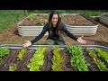 Are you planting your vegetables too close together? (spacing for better harvests)